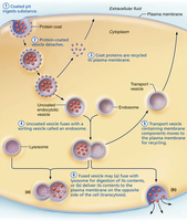 Events of endocytosis