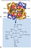 Hemoglobin structure: globin chains and heme group