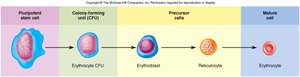 Stages of erythropoiesis