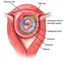 Embryo showing yolk sac and hematopoietic organs