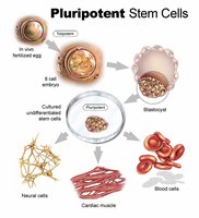 Pluripotent stem cells and their differentiation pathways