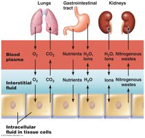 Diagram of fluid exchange between blood plasma, interstitial fluid, and intracellular fluid, showing movement of O2, CO2, nutrients, ions, and wastes
