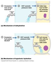Diagram showing mechanisms of dehydration and hypotonic hydration