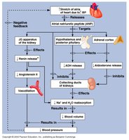 Flowchart of ANP physiology and its effects on the kidney, hypothalamus, and adrenal cortex