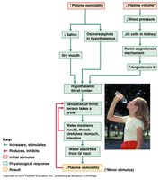 Flowchart of the thirst mechanism and regulation of water intake