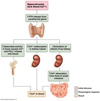 Flowchart of PTH effects on bone, kidney, and intestine