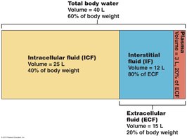 Diagram showing the distribution of total body water into ICF, IF, and plasma