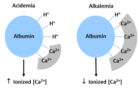 Diagram showing the effect of acidemia and alkalemia on albumin binding of calcium