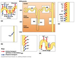 Diagram of solute transport in the nephron, showing active and passive transport of ions