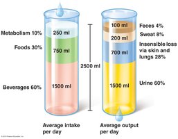 Diagram showing average daily water intake and output
