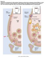 Anatomy & Physiology Taste Study Guide: Special Senses | Notes