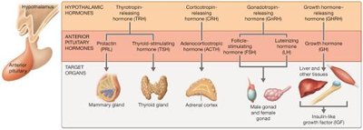 Hormones of the hypothalamic-anterior pituitary system and target organs