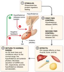 Regulation of growth hormone (GH) release