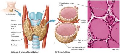 Anatomy and histology of the thyroid gland