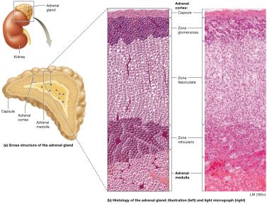 Anatomy and histology of the adrenal gland