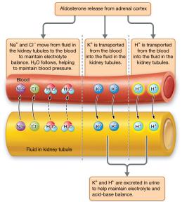 Effects of aldosterone