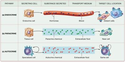 Three basic signaling pathways: endocrine, paracrine, autocrine