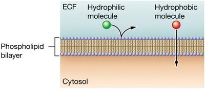 Hydrophilic and hydrophobic molecules crossing the plasma membrane