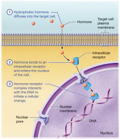 Mechanism of action of hydrophobic hormones via intracellular receptor