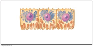 Distal convoluted tubule cells with microvilli and organelles