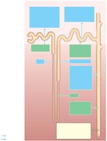 Diagram summarizing tubular reabsorption and secretion in nephron segments