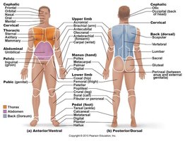 Labeled diagram of anterior and posterior body landmarks
