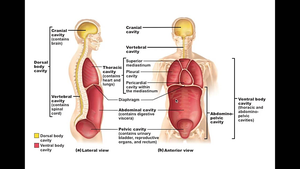 Diagram of major body cavities and their subdivisions