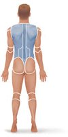 Posterior body regions practice diagram