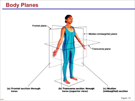 Diagram of body planes and sections