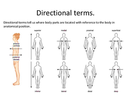 Diagram of directional terms in anatomy