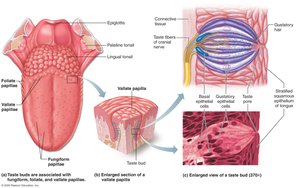 Taste buds on the tongue and their microscopic structure