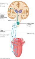 The gustatory pathway from the tongue to the brain