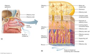 Olfactory receptors and the olfactory pathway