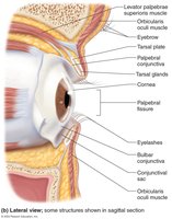 Accessory structures of the eye in sagittal section