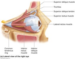 Lateral view of extrinsic eye muscles