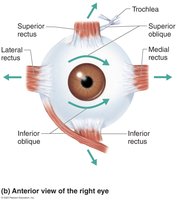 Anterior view of extrinsic eye muscles