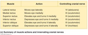 Summary table of extrinsic eye muscles, actions, and innervation