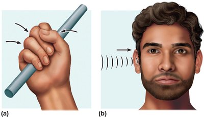 Complementarity of structure and function in teeth