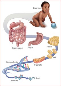 Levels of organization illustrated