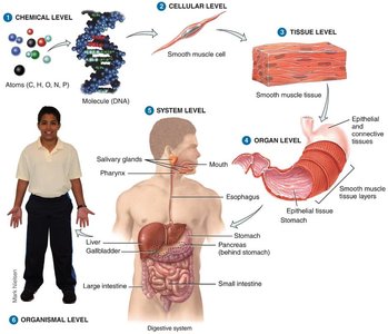 Levels of organization in the digestive system