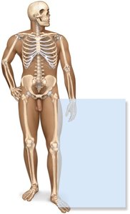 Skeletal system