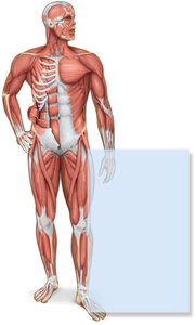 Muscular system