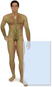 Lymphatic system