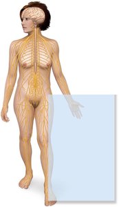 Nervous and endocrine systems