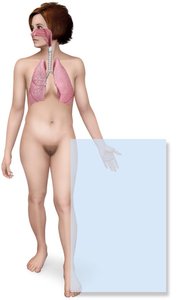 Respiratory and urinary systems