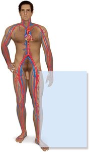 Cardiovascular system