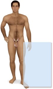 Male reproductive system