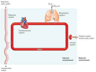 Homeostasis and system integration