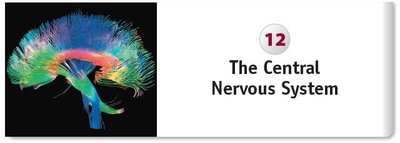 Colored 3D MRI of white matter pathways of brain