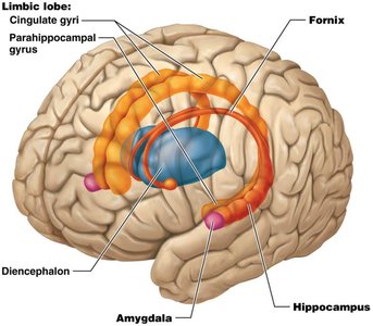 Limbic system structures in the brain